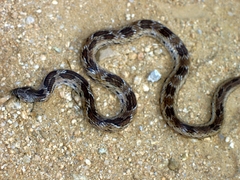 Oligodon taeniolatus