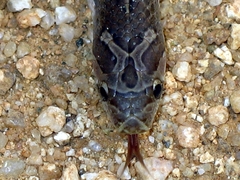 Oligodon taeniolatus