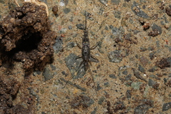 Petrobius maritimus