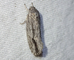 Agriophara leptosemela