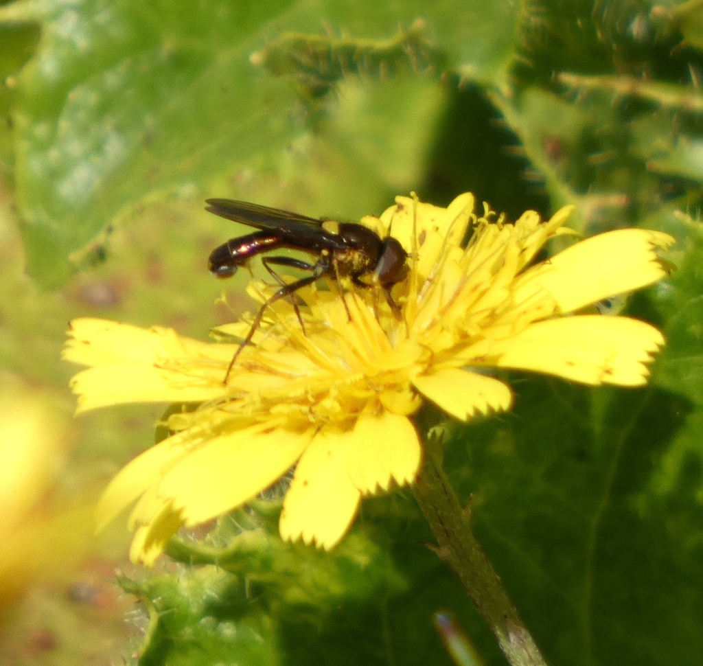Sphaerophoria nigra