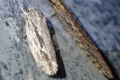Agriophara leptosemela