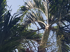 Pycnonotus aurigaster