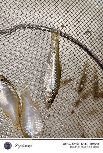 Topmouth Gudgeon
