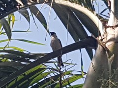 Pycnonotus aurigaster