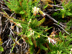 Pelargonium tragacanthoides