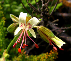 Pelargonium tragacanthoides