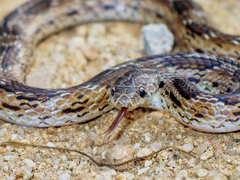 Oligodon taeniolatus