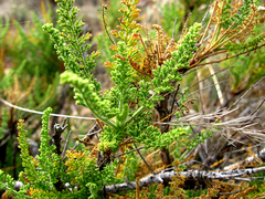 Pelargonium tragacanthoides