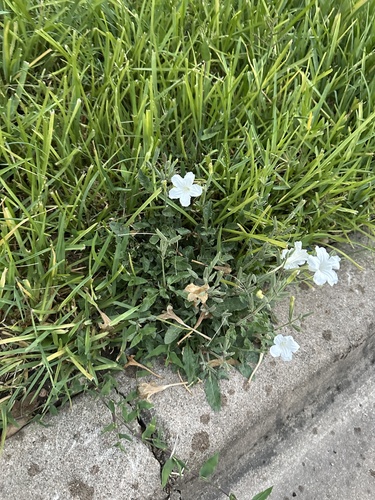 Metz's ruellia (Ruellia metziae)