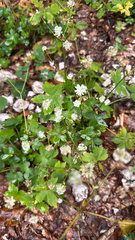 Astrantia carniolica, photograph (c) William Stephens, some rights reserved (CC BY)