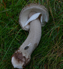 Amanita excelsa spissa