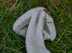 Amanita excelsa spissa