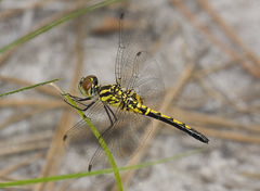 Celithemis ornata