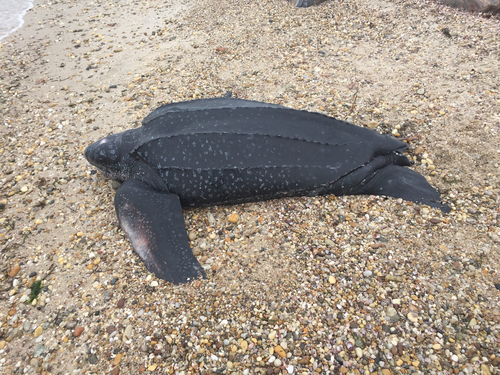 Dermochelys coriacea