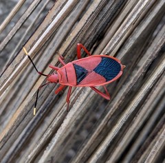 Probergrothius sanguinolens