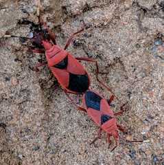 Probergrothius sanguinolens
