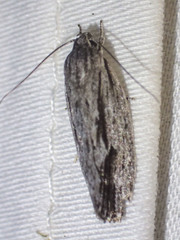 Agriophara leptosemela