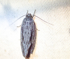 Agriophara leptosemela