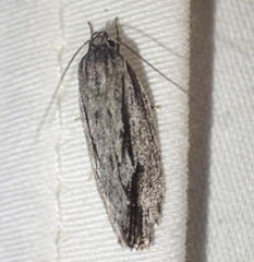 Agriophara leptosemela