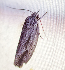 Agriophara leptosemela