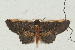 Abaciscus costimacula