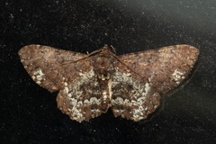 Abaciscus tristis