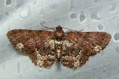 Abaciscus tristis