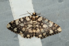 Alcis maculata