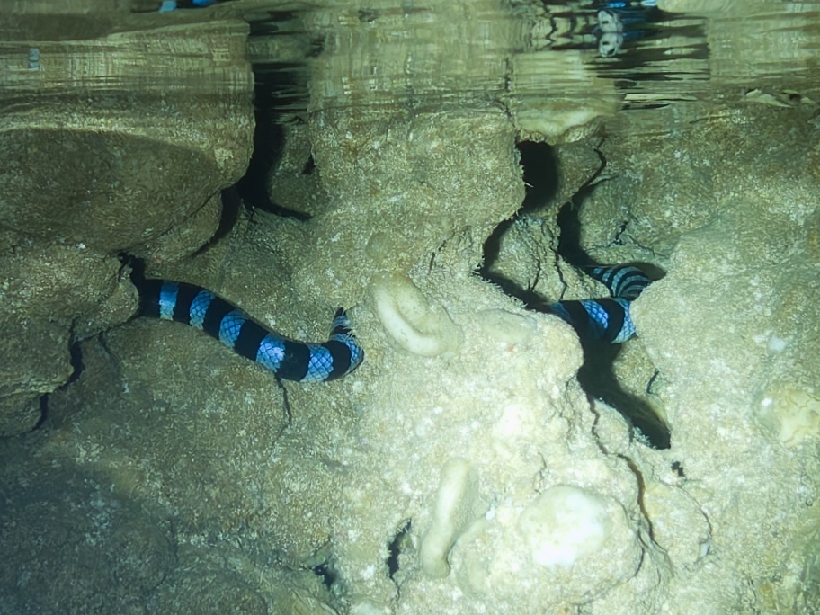 Blue-lipped sea krait swimming in a shallow sea cave