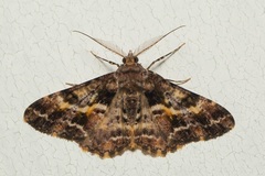 Alcis praevariegata