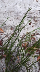 Hermannia procumbens myrrhifolia