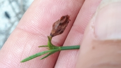 Hermannia procumbens myrrhifolia