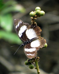 Pseudacraea lucretia