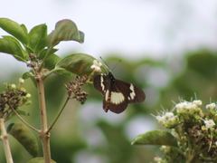 Acraea aganice aganice
