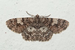 Diplurodes submontana