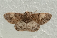 Diplurodes submontana