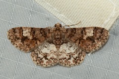 Diplurodes submontana