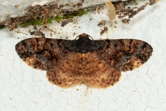 Ectropidia altiprimata