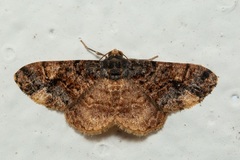 Ectropidia altiprimata