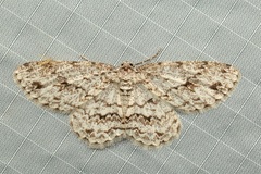 Ectropis longiscapia