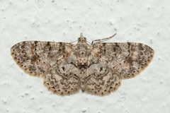 Myrioblephara simplaria