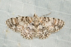 Myrioblephara simplaria