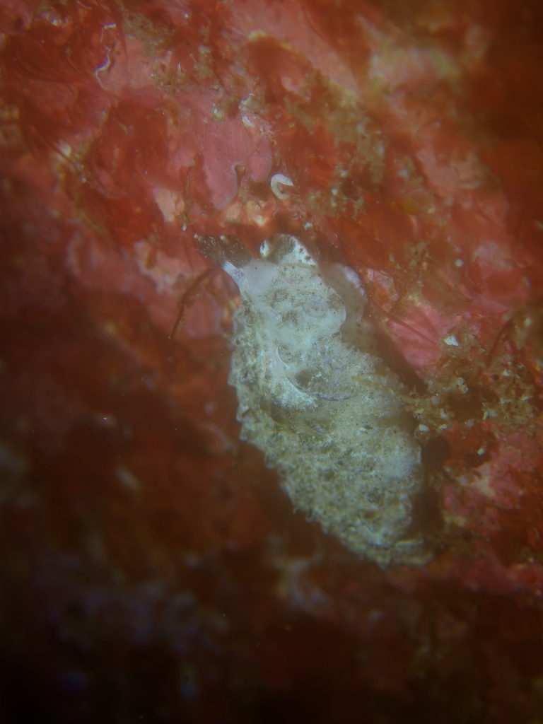 Dermatobranchus kalyptos