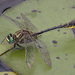 Clearlake Clubtail - Photo (c) Jim Johnson, some rights reserved (CC BY-NC-ND), uploaded by Jim Johnson