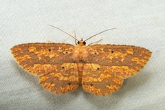 Borbacha altipardaria