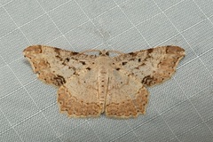 Calletaera basipuncta