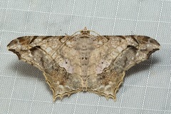 Chiasmia translineata