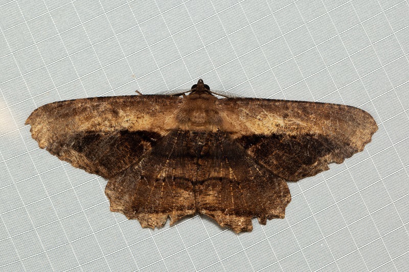 Chorodna pseudobolima