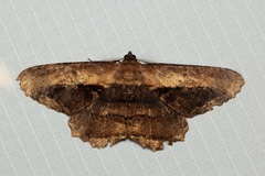 Chorodna pseudobolima